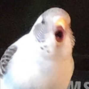 Meet your Posher, Eileen